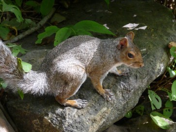 Ecureuil