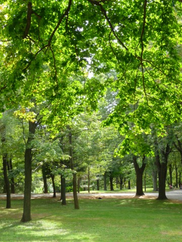 Le parc du Mont Royal